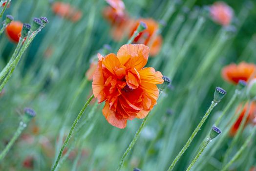 Red poppies on a field on a summer sunny day.In poppies field.Summer and spring, landscape, poppy seed. Opium poppy, botanical plant, ecology. Drug and love intoxication, opium, medicinal.