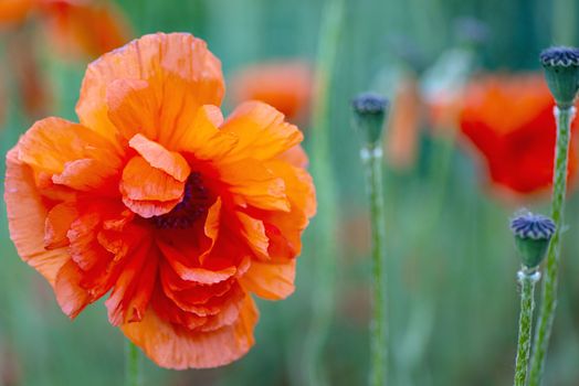 Red poppies on a field on a summer sunny day.In poppies field.Summer and spring, landscape, poppy seed. Opium poppy, botanical plant, ecology. Drug and love intoxication, opium, medicinal.