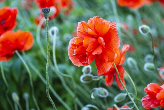 Red poppies on a field on a summer sunny day.In poppies field.Summer and spring, landscape, poppy seed. Opium poppy, botanical plant, ecology. Drug and love intoxication, opium, medicinal.