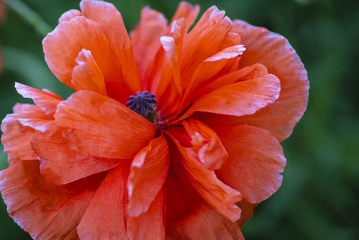 Red poppies on a field on a summer sunny day.In poppies field.Summer and spring, landscape, poppy seed. Opium poppy, botanical plant, ecology. Drug and love intoxication, opium, medicinal.