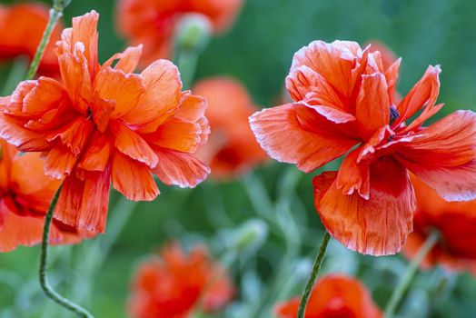 Red poppies on a field on a summer sunny day.In poppies field.Summer and spring, landscape, poppy seed. Opium poppy, botanical plant, ecology. Drug and love intoxication, opium, medicinal.