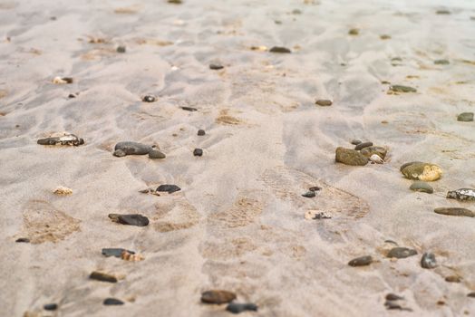 Sea shells on the sandy beach. Sea shells and stones on the sea yellow beach.