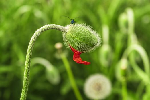 Young spring plant. Sprout of a young poppy in a meadow.Young green poppy sprout.