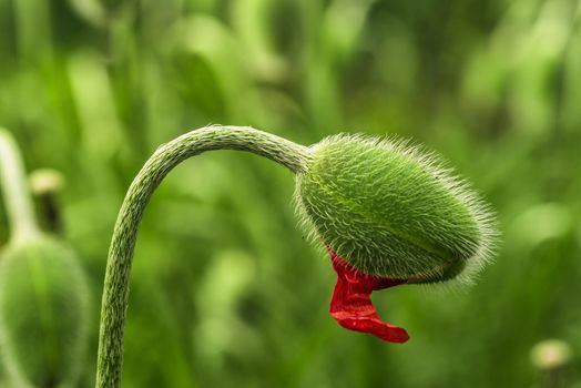 Young spring plant. Sprout of a young poppy in a meadow.Young green poppy sprout.