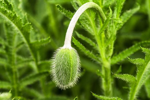 Young spring plant. Sprout of a young poppy in a meadow.Young green poppy sprout.