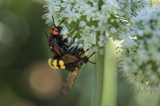 Scola lat. Megascolia maculata lat. Scolia maculata is a species of large wasps from the family of scaly .Megascolia maculata. The mammoth wasp. Scola giant wasp on a onion flower.