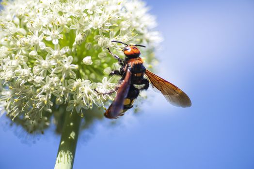 Scola lat. Megascolia maculata lat. Scolia maculata is a species of large wasps from the family of scaly .Megascolia maculata. The mammoth wasp. Scola giant wasp on a onion flower.