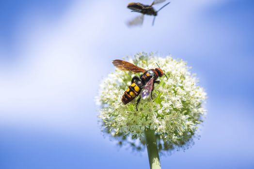 Scola lat. Megascolia maculata lat. Scolia maculata is a species of large wasps from the family of scaly .Megascolia maculata. The mammoth wasp. Scola giant wasp on a onion flower.