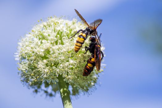 Scola lat. Megascolia maculata lat. Scolia maculata is a species of large wasps from the family of scaly .Megascolia maculata. The mammoth wasp. Scola giant wasp on a onion flower.