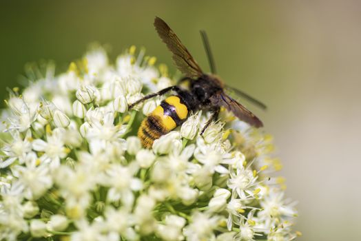 Scola lat. Megascolia maculata lat. Scolia maculata is a species of large wasps from the family of scaly .Megascolia maculata. The mammoth wasp. Scola giant wasp on a onion flower.