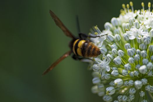 Scola lat. Megascolia maculata lat. Scolia maculata is a species of large wasps from the family of scaly .Megascolia maculata. The mammoth wasp. Scola giant wasp on a onion flower.