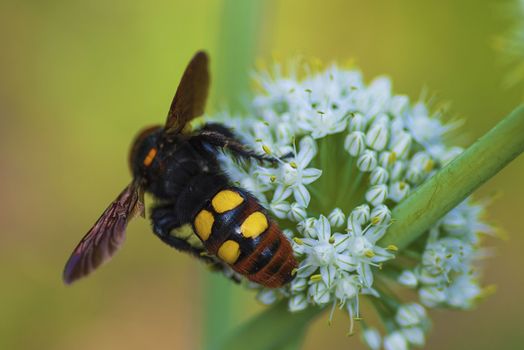 Scola lat. Megascolia maculata lat. Scolia maculata is a species of large wasps from the family of scaly .Megascolia maculata. The mammoth wasp. Scola giant wasp on a onion flower.