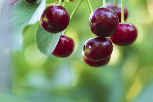 Cherries hanging on a cherry tree branch.Red organic cherries on a branch of cherry tree,branch-macro,ripe cherries on a branch.