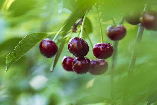 Cherries hanging on a cherry tree branch.Red organic cherries on a branch of cherry tree,branch-macro,ripe cherries on a branch.