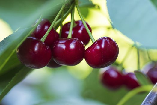 Cherries hanging on a cherry tree branch.Red organic cherries on a branch of cherry tree,branch-macro,ripe cherries on a branch.