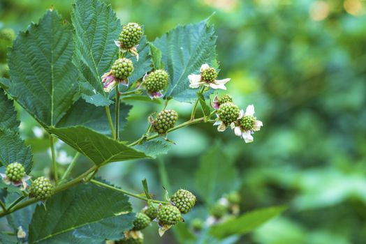 Not ripe blackberries.Not ripe blackberry among green leavesNot ripe wild raspberries in the forest.