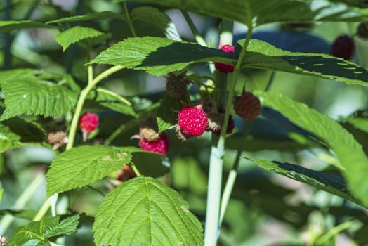 Red raspberry with leaf on green background. lose-up of the ripe raspberry in the fruit garden,ripe raspberry.