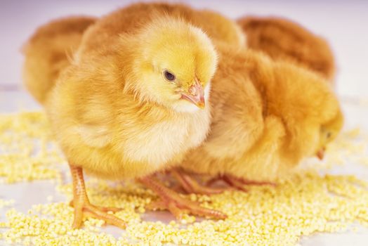 Yellow chickens eat millet. Little newborn chickens.
