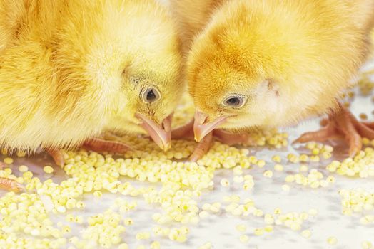 Yellow chickens eat millet. Little newborn chickens.