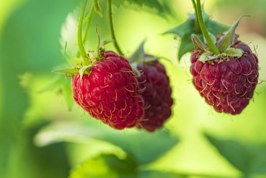 Red raspberry with leaf on green background. lose-up of the ripe raspberry in the fruit garden,ripe raspberry.