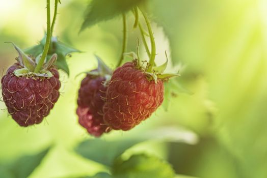 Red raspberry with leaf on green background. lose-up of the ripe raspberry in the fruit garden,ripe raspberry.