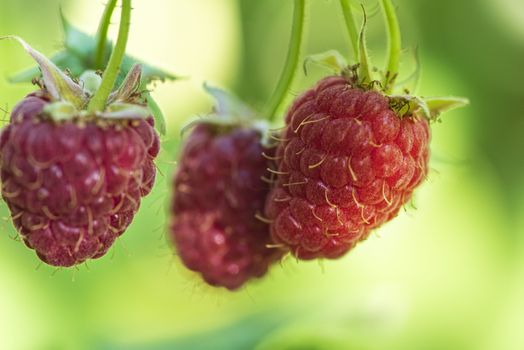Red raspberry with leaf on green background. lose-up of the ripe raspberry in the fruit garden,ripe raspberry.