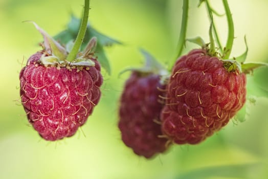Red raspberry with leaf on green background. lose-up of the ripe raspberry in the fruit garden,ripe raspberry.