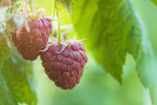Red raspberry with leaf on green background. lose-up of the ripe raspberry in the fruit garden,ripe raspberry.