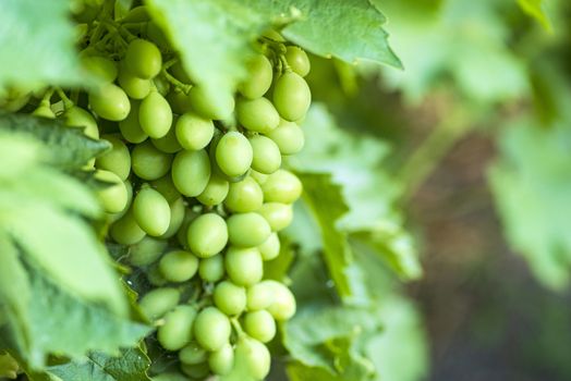 White grapes, not ripe. Not ripe green grapes growing on branches.The grapes grow naturally on a branch of the vine, next to green leaves. The fruit is not yet ripe.