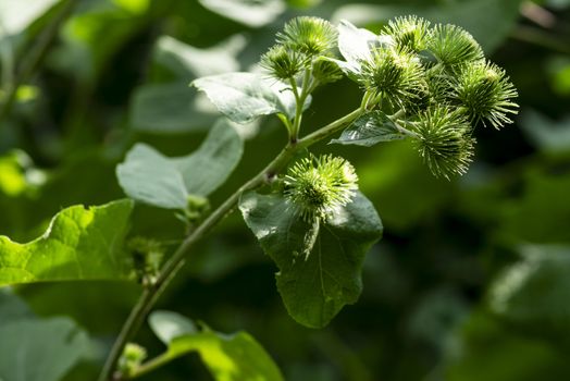 Useful plants.Buds of the great burdock arctium lappa in summer.Close-up of Arctium lappa beggars buttons in the vegetable garden.