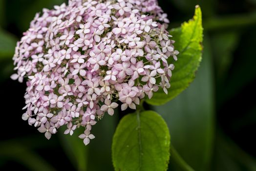 Flowers are blooming in spring and summer .Hydrangea macrophylla blooming in a gardenBeautiful flowers background and pattern. Hydrangea bushes are lilac, violet, pink.Close-up