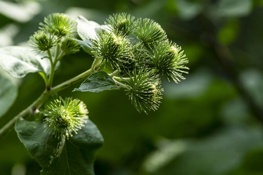 Useful plants.Buds of the great burdock arctium lappa in summer.Close-up of Arctium lappa beggars buttons in the vegetable garden.