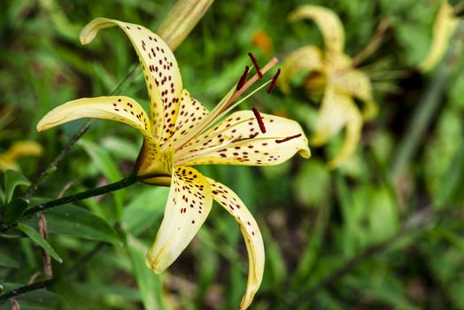 Lily flower close up. Summer flowersleopard yellow Lily flower at close range L.Pardalinum.