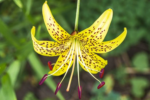 Lily flower close up. Summer flowersleopard yellow Lily flower at close range L.Pardalinum.