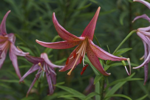Lily flower close up. Summer flowersleopard pink Lily flower at close range L.Pardalinum.
