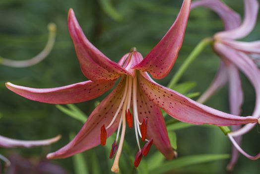 Lily flower close up. Summer flowersleopard pink Lily flower at close range L.Pardalinum.