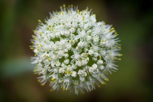 Macro image.Close-up with the prospect of decorative onion flowers blooming in a summer. Allium nigrum flower buds in summer.