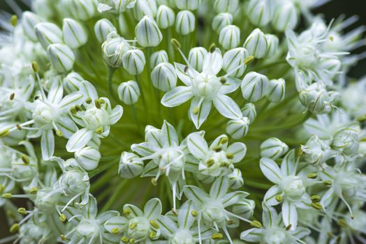 Macro image.Close-up with the prospect of decorative onion flowers blooming in a summer. Allium nigrum flower buds in summer.