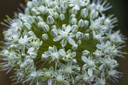 Macro image.Close-up with the prospect of decorative onion flowers blooming in a summer. Allium nigrum flower buds in summer.