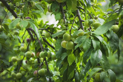 Green cherry plum closeup.Cherry plum on a branch in the garden.Fruit garden with lots of large, juicy plums in sunlight .Organic nature yellow plums hanging on a tree branch