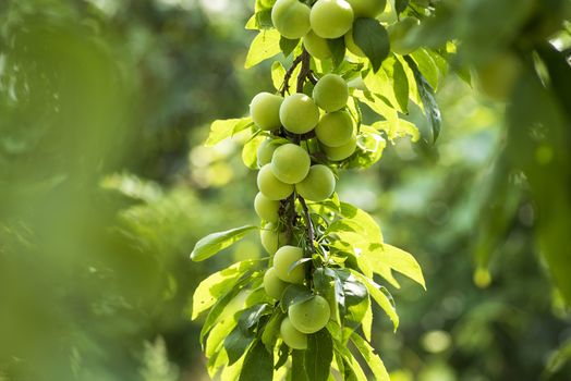 Green cherry plum closeup.Cherry plum on a branch in the garden.Fruit garden with lots of large, juicy plums in sunlight .Organic nature yellow plums hanging on a tree branch