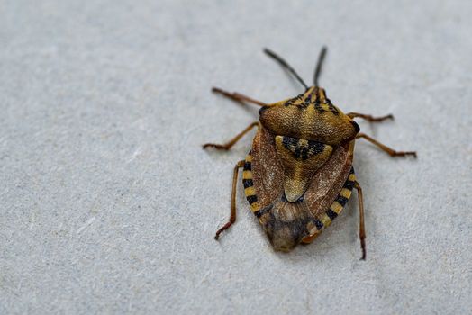 Insects are small.Brown marmorated stink bug Halyomorpha halys. On plain background with copyspace,on gray background close up.Insects are small