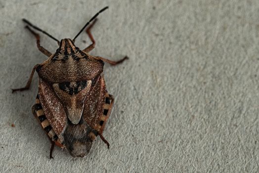 Insects are small.Brown marmorated stink bug Halyomorpha halys. On plain background with copyspace,on gray background close up.Insects are small