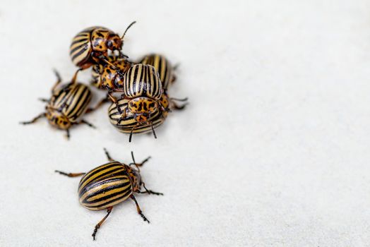 Many Colorado potato beetle.Potato bugs on foliage of potato in nature, natural background, close view.Colorado beetle eats a potato leaves young.Colorado potato beetle on a light background.