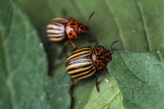 Many Colorado potato beetle.Potato bugs on foliage of potato in nature, natural background, close view.Colorado beetle eats a potato leaves young.Colorado potato beetle on a light background.