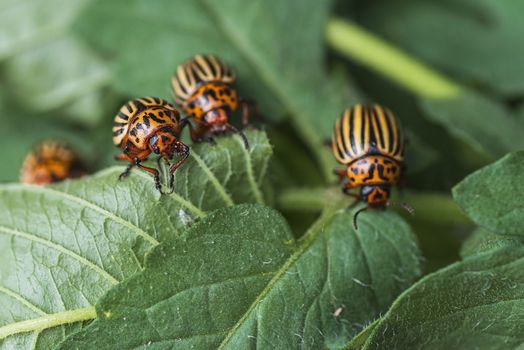 Many Colorado potato beetle.Potato bugs on foliage of potato in nature, natural background, close view.Colorado beetle eats a potato leaves young.Colorado potato beetle on a light background.