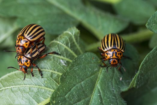 Many Colorado potato beetle.Potato bugs on foliage of potato in nature, natural background, close view.Colorado beetle eats a potato leaves young.Colorado potato beetle on a light background.