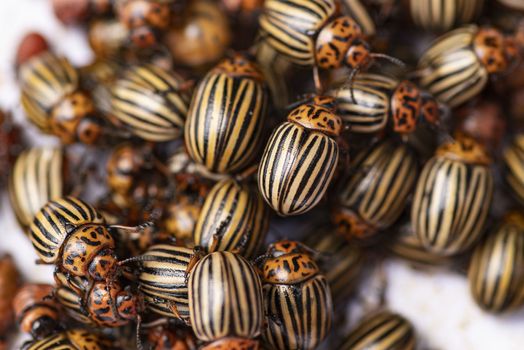 Many Colorado potato beetle.Potato bugs on foliage of potato in nature, natural background, close view.Colorado beetle eats a potato leaves young.Colorado potato beetle on a light background.