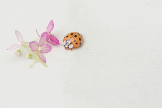 ladybug sits on a flower . Insects, ladybug close-up. Soft and selective focus.