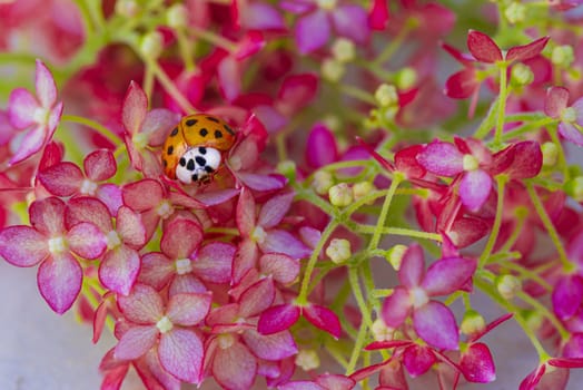 ladybug sits on a flower . Insects, ladybug close-up. Soft and selective focus.